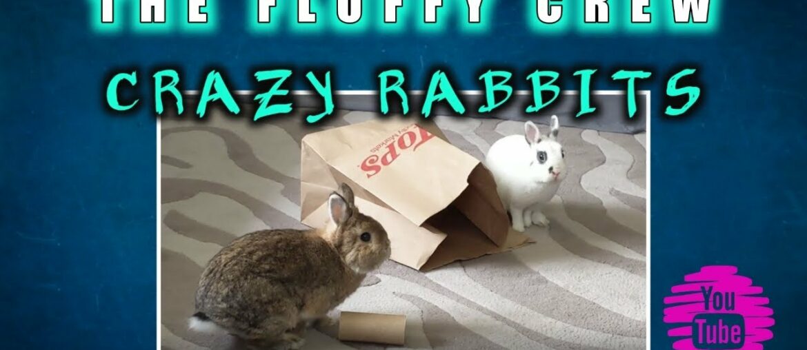 Rabbits Playing  Crazy | Gizmo & Daisy Rabbit | The Fluffy Crew