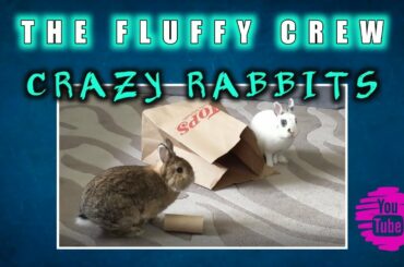 Rabbits Playing  Crazy | Gizmo & Daisy Rabbit | The Fluffy Crew