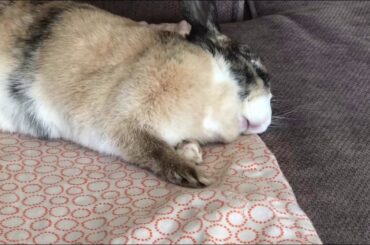 Cutest bunny Ever!!!