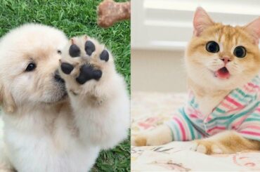 Baby Animals 🔵 Funny and Cute Baby Animals Videos Compilation (2020) Cats and Dogs Compilation #5