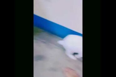 My cute rabbit ...playing ...