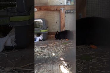 Cute Rabbit Eating Carrots!!!
