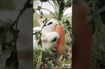 Rabbit lover cute Lover