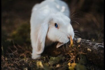 The rabbit's mother is feeding her awesome baby😂😂😂🤣🤣