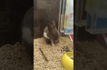 looking at a cute Bunny