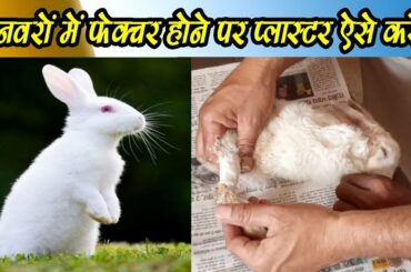 #rabbit #goatfarming । जानवरों मे फैक्चर होने पर प्लास्टर कैसे करें। plaster for facture in animal.