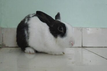 Bunny doesn't like to be on camera!