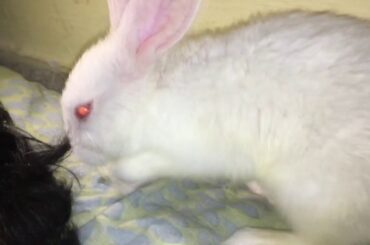 Caught my rabbit doing a dark thing out of anger😠