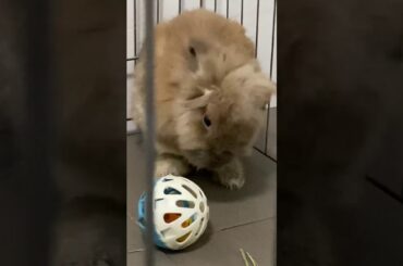Cute Rabbit cleaning it’s own face