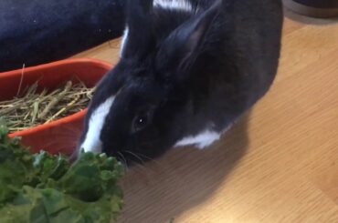 Cute Bunny Does Not Want Fresh Kale