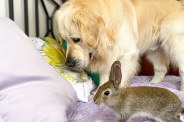 Baby Bunnies Playing Hide and Seek with a Golden Retriever