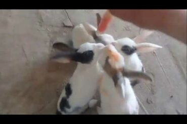 Funny Baby Rabbit Videos   Cute Baby Rabbits   Funny Bunny Baby Videos   Cute Bunnies Video