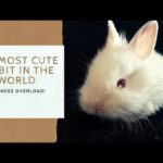 The Most Cute Rabbit in the World !! | Animalians World