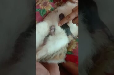 Cute baby rabbit🤣🤣🤣