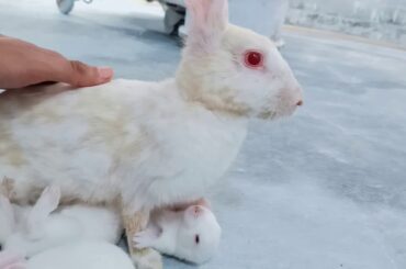 Rabbit feeding her baby | Cute Rabbits