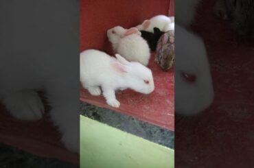 Cute rabbit bunny available for sale in kanpur contact me at 8299837317