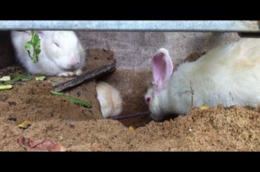 Pregnant and Delivered Rabbit and Newly Born Kittens - white rabbits - BBS earth nature - #004