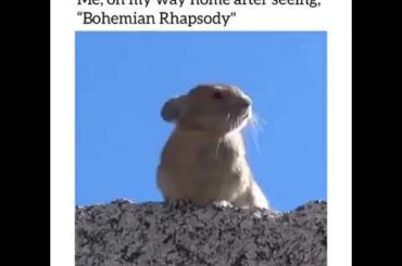 OMG CUTE RABBIT SINGING