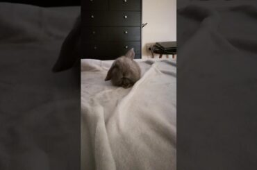 Cute bunny washing her face :)