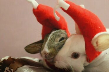 Crying Hard as My Beloved Pet Bunny Set Free From Cage | Bunny New World