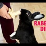 WHAT TO FEED YOUR PET RABBIT