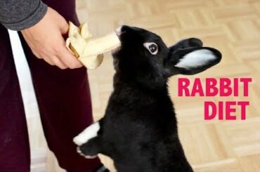 WHAT TO FEED YOUR PET RABBIT
