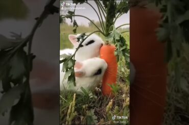 Cute rabbit videos🐰