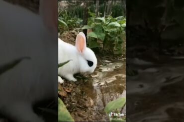 cute rabbit Beautiful nature   given by god  /beautiful creatures of nature rabbit picture  hungry/