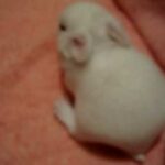 Baby bunny 8 days old **As of 1/1/2011, Youtube HAS Fixed the quality of this video!**