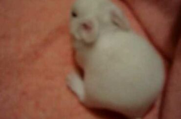 Baby bunny 8 days old **As of 1/1/2011, Youtube HAS Fixed the quality of this video!**