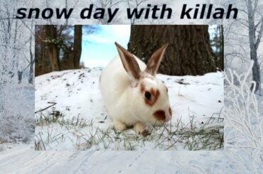 cute bunny plays in snow 🐰