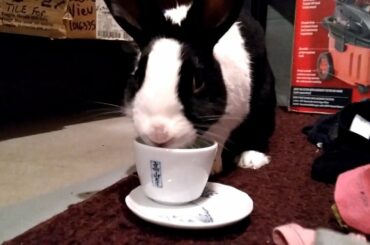 Angry rabbit tries to smash cup! 🐰🐹🦊Cute Pet Animals
