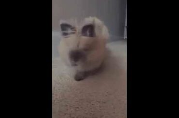 Cute Bunny Running Down the Hallway (SLOW MOTION)