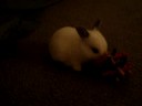 Cute Bunny Playin...