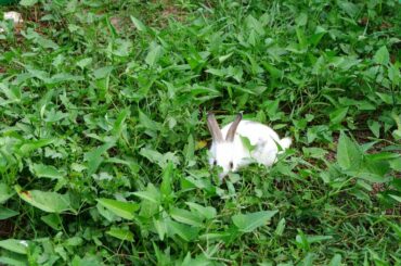 Baby bunnies running very happy in my garden in the evening