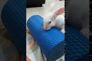 CUTE RABBIT ENJOYING ITS NEW TOY !