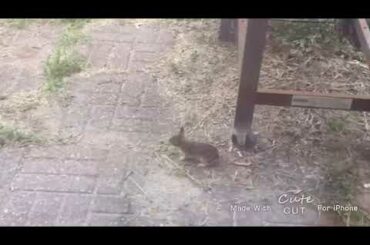 CUTE BUNNY IN MAH BACKYARD!!