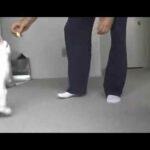 Cute Bunny Walks on Two Legs!
