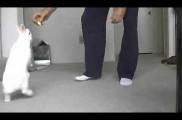 Cute Bunny Walks on Two Legs!