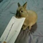 Cute Bunny Opening a letter