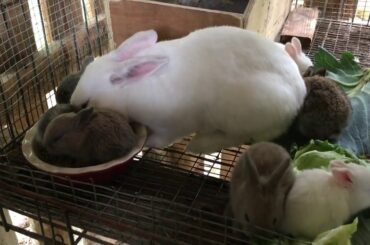 One month old Baby Bunnies