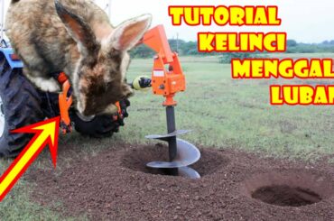 Tutorial CARA Kelinci Menggali Lubang - Experiment WelvaartFamily #3