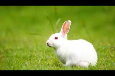 My CuTe rabbit🐇🐇🐇. Save animals