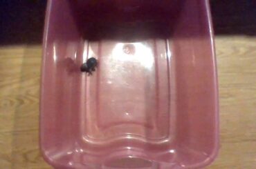 we found baby bunny's in our backyard cute