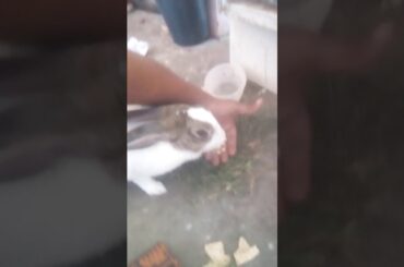 Cute Rabbit eating grass and chane