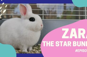 Bunny videos - Zara, the Star Bunny - Episode 1