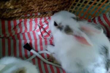 My Bunny's Funny Video 🐰| Cute Rabbit Video