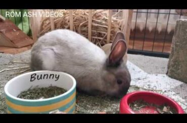 AMERICAN RABBITS🐰🐰🐰🐰CUTE BEAUTIFUL ...PET RABBIT S...