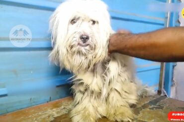 cute pets doing funny things