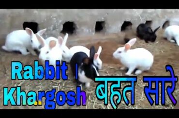 Funny animals । Cute rabbits